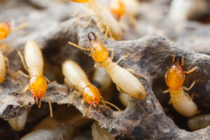 San Antonio Pest Control - termites